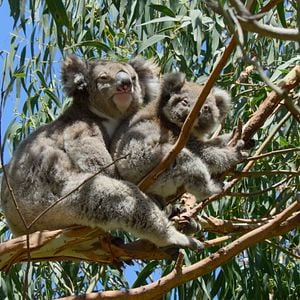 Photo Earthsounds : les sons de la Terre