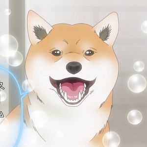 Photo Dog Signal