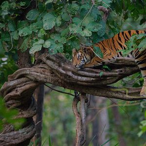 Photo Tigres