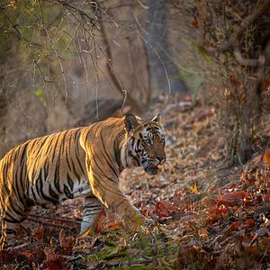 Photo Tigres