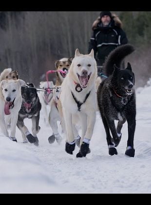 poster du film Musher, l’appel de l’Alaska