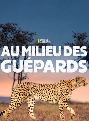 Au milieu des guépards