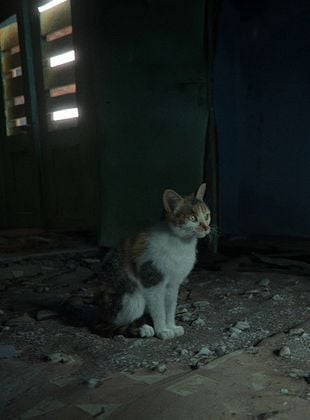 poster du film Les Animaux vont mieux