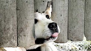 image de Les films devant lesquels on pleure à tous les coups