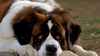 image de Les chiens (pas animés)