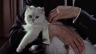 image de Les chats (pas animés)