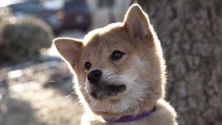 image de Les films qui donnent envie de faire un don à la SPA