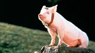 image de Les gentils cochons