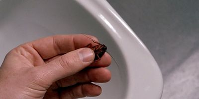 poster de la série La Guerre des coprophages