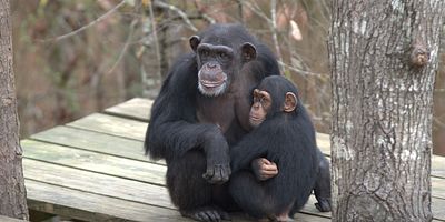 poster de la série Bienvenue à Chimp Heaven