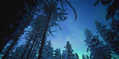 poster de la série Des ours des bois