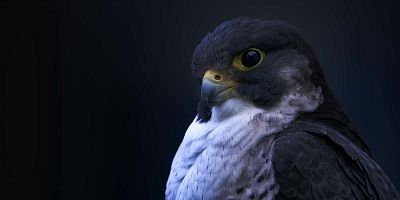 poster de la série Villes sauvages