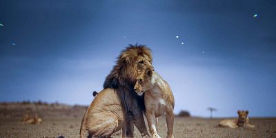 poster de la série Des lions dans la prairie