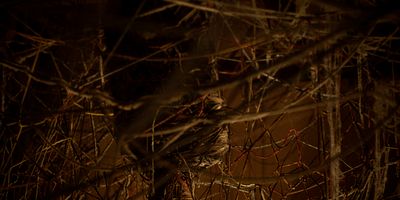 poster de la série Telarañas