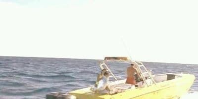 poster de la série Requins en danger