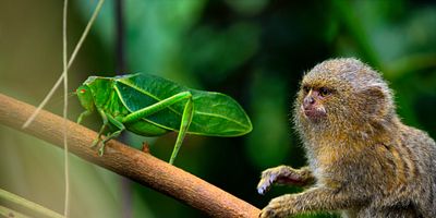 poster de la série La Jungle