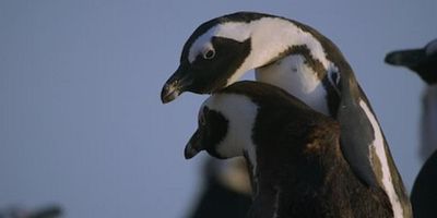 poster de la série La nouvelle génération