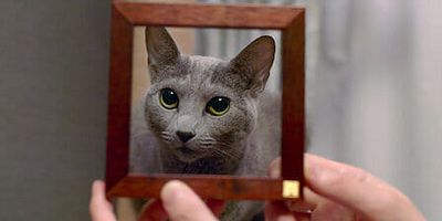 poster de la série Chacun copie son chat