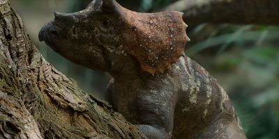 poster de la série Les forêts