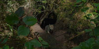 poster de la série Été