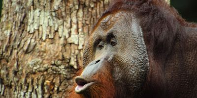 poster de la série L'orang-outan