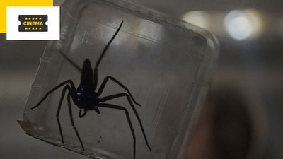 image de la news Araignées au cinéma : les 3 meilleurs films selon les spectateurs !