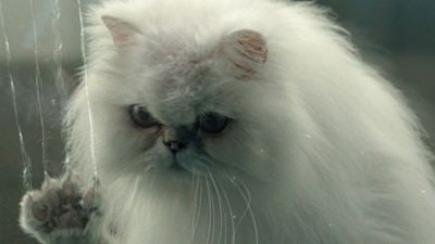 Désolé les Chats : Pierre Minet et Cat Blanchett sortent les griffes dans un thriller "chacrément" angoissant