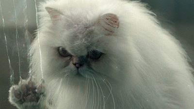 image de la news Désolé les Chats : Pierre Minet et Cat Blanchett sortent les griffes dans un thriller "chacrément" angoissant