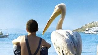 image de la news Nicostratos, un pélican en avant-première ce 19 juin