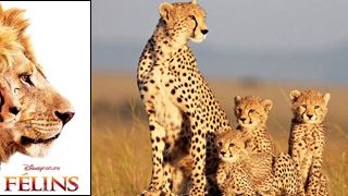 image de la news Rencontre avec les réalisateurs de "Félins" ! [VIDEO]