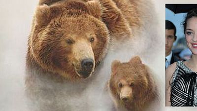 image de la news Marion Cotillard prête sa voix au documentaire 3D "Terre des Ours" [VIDEO] 