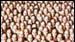 image de la news Dans l'affiche de John Malkovich
