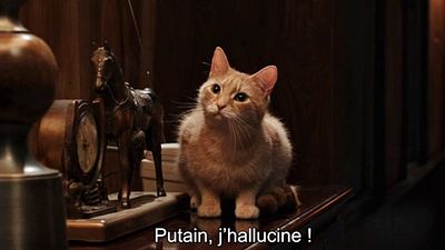 image de la news The Voices : "Je voulais droguer le chat !"