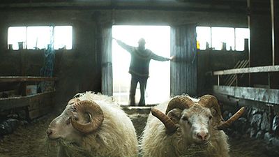 image de la news Cannes 2015 : bande-annonce Béliers : une bouffée d'air pur islandaise signée Grímur Hákonarson