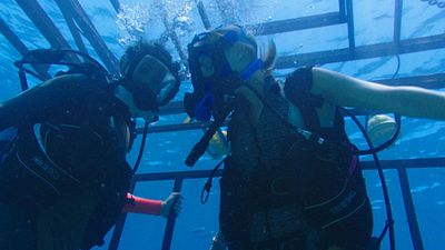 image de la news 47 Meters Down : les requins de retour pour une suite