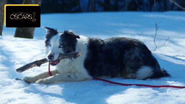 image de la news Ni Barbie, ni Oppenheimer : la vraie star des Oscars, c'est Snoop le chien d'Anatomie d'une chute !