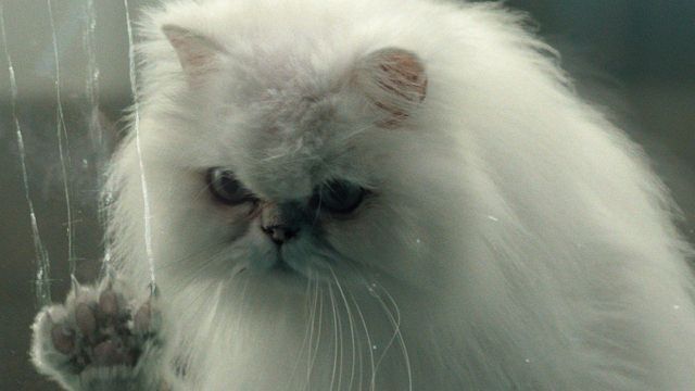 image de la news Désolé les Chats : Pierre Minet et Cat Blanchett sortent les griffes dans un thriller "chacrément" angoissant