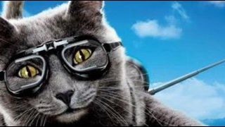 image de la news Jouez au flipper... avec des chiens et des chats !