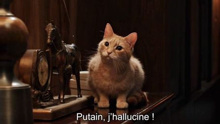 image de la news The Voices : "Je voulais droguer le chat !"