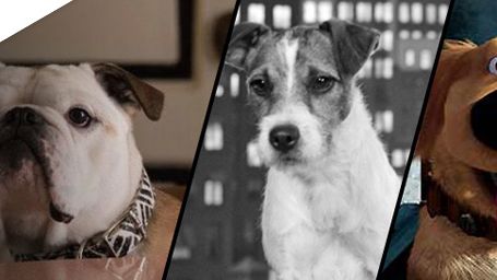 image de la news Palm Dog : quand Cannes récompense... le meilleur chien du Festival !