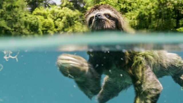 Extraits Un nouveau jour sur Terre : girafes, ours, pandas, iguanes... des images exceptionnelles du documentaire animalier