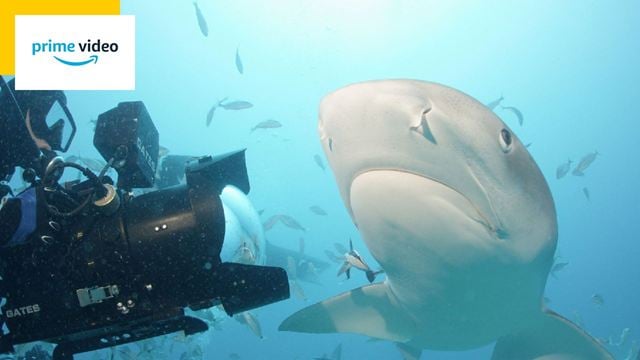 Les Dents de la Mer, Shark Bay… : les 5 films de requins les plus fous à voir sur Prime Video