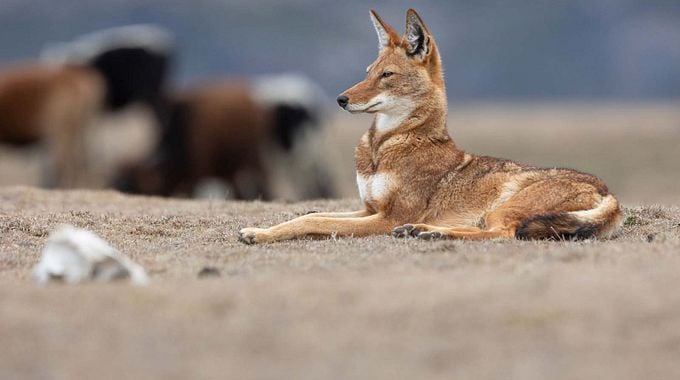 Photo du film Le Secret du Loup d'Éthiopie