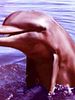 poster de Flipper le dauphin