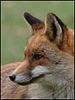 poster de Sur les traces du renard