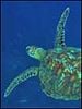 poster de Ocean Wonderland 3D