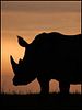 poster de Rhinocéros en péril