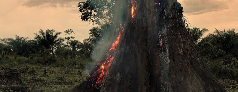 Photo du film L'Arbre de l'Authenticité