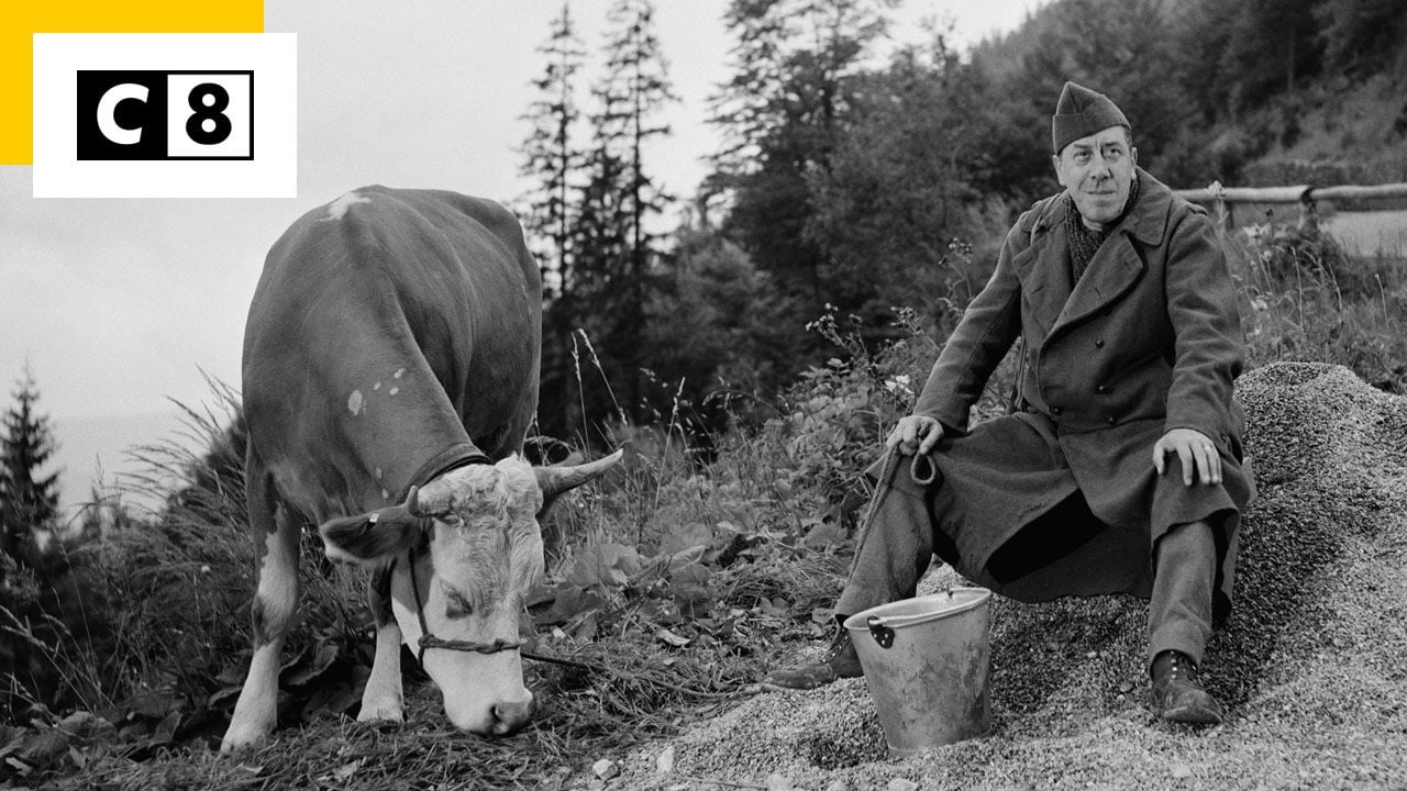 The Cow and the Prisoner: How a Movie Star Was Saved from the Slaughterhouse