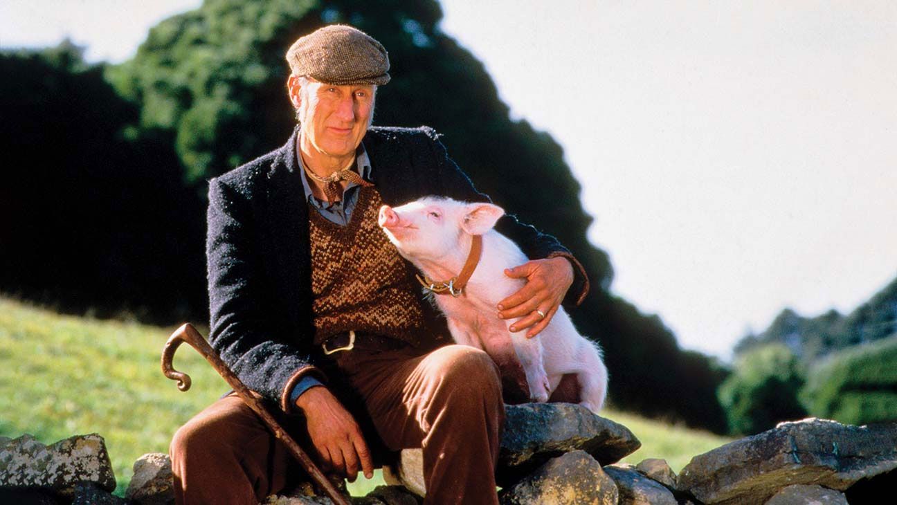 Great story of the weekend: Baby’s hero rescues a little piglet from the slaughterhouse